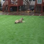 Artificial Grass Good for Dogs